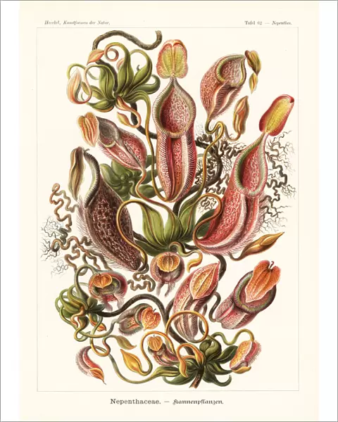 Nepenthes gymnamphora pitcher plant