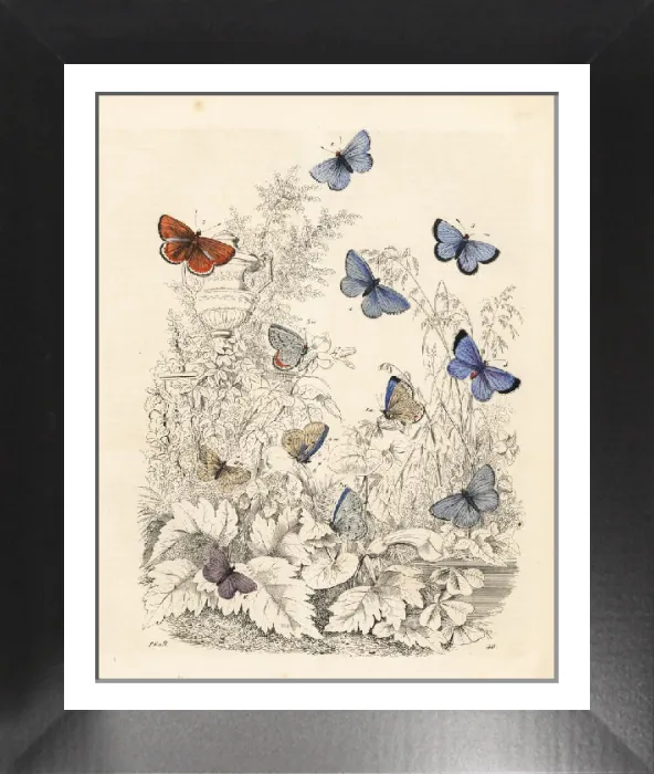 Framed Print : Blue Butterfly Varieties Handcoloured Lithograph Print 1849 Framed Print : Blue Butterfly Varieties Handcoloured Lithograph Print 1849