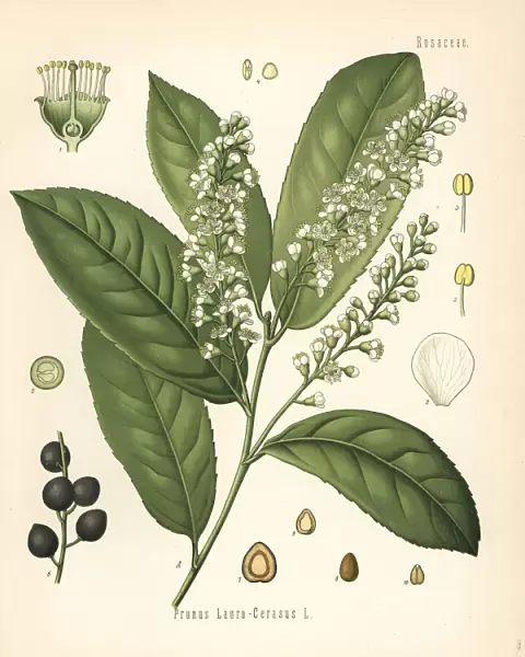 Cherry laurel or common laurel, Prunus laurocerasus