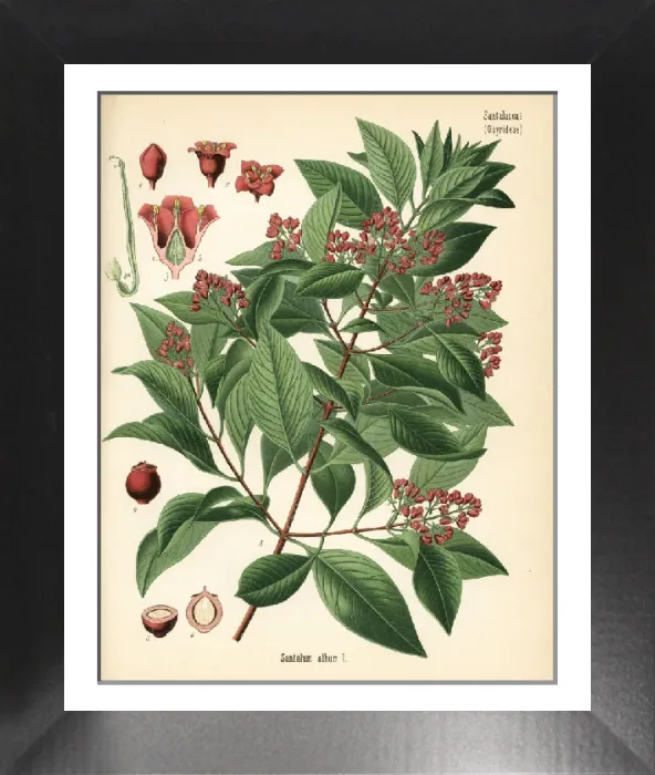 Framed Print : Indian Sandalwood Print, Santalum album (Vulnerable) Framed Print : Indian Sandalwood Print, Santalum album (Vulnerable)