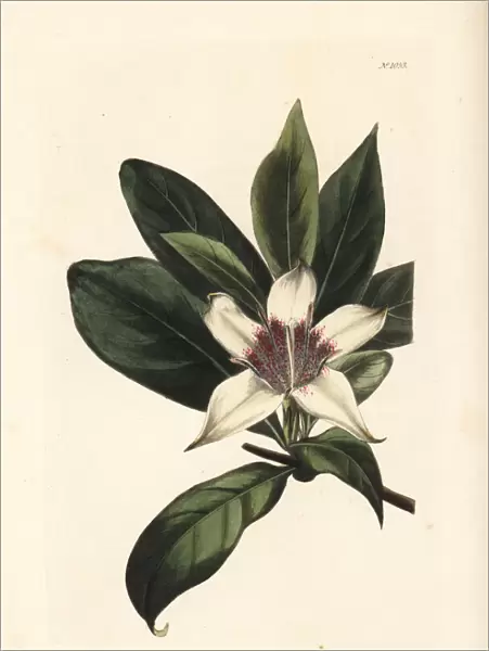 Bell gardenia, Rothmannia capensis