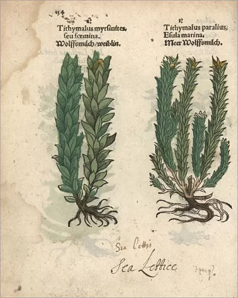 Myrtle spurge, Euphorbia myrsinites, and sea