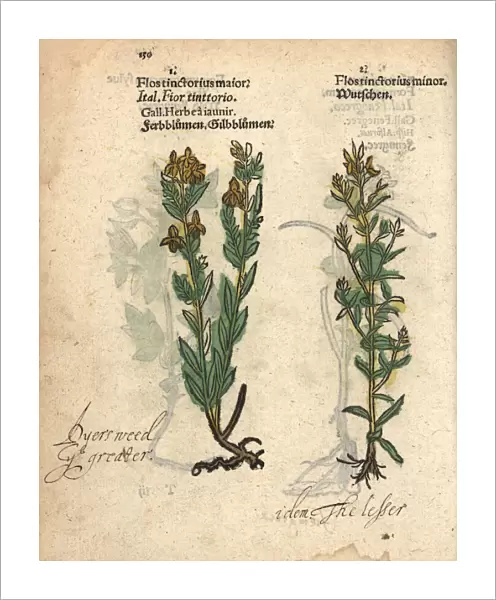 Dyers weed or German greenweed, Genista germanica