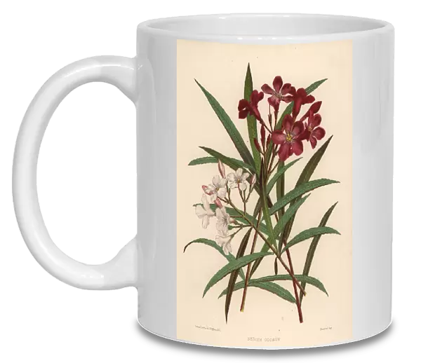 Nerium or oleander, Nerium oleander