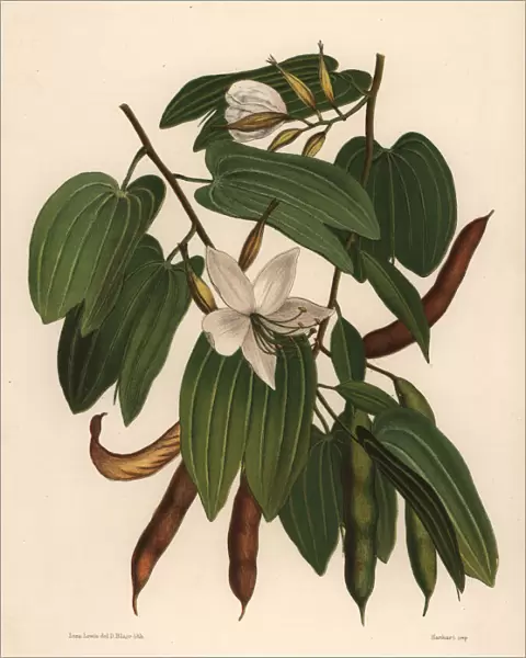 White orchid-tree, Bauhinia acuminata