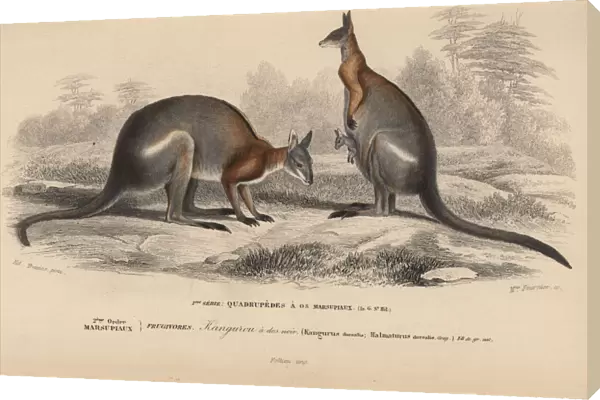 Black-striped wallaby, Macropus dorsalis