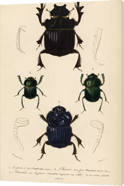 Exotic scarab beetles