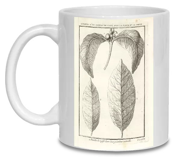 Branch, leaf, fruit and flower of the coffee