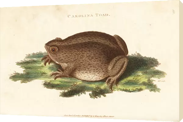 Southern toad, Bufo terrestris