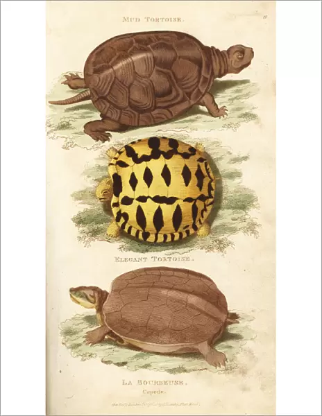 European pond turtle and Indian star tortoise