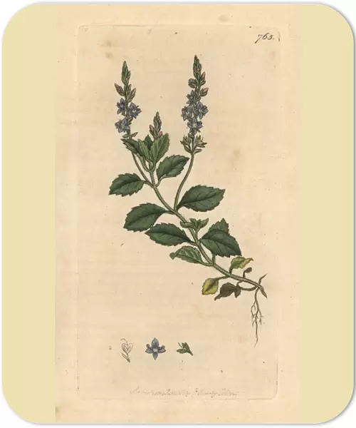Common speedwell, Veronica officinalis