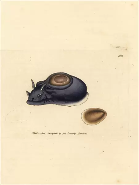 Sea slug or sea hare, Aplysia punctata