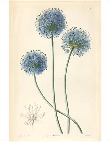 Blue leek, Allium caeruleum