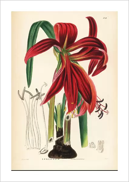 Crimson Jacobean lily, Sprekelia formosissima