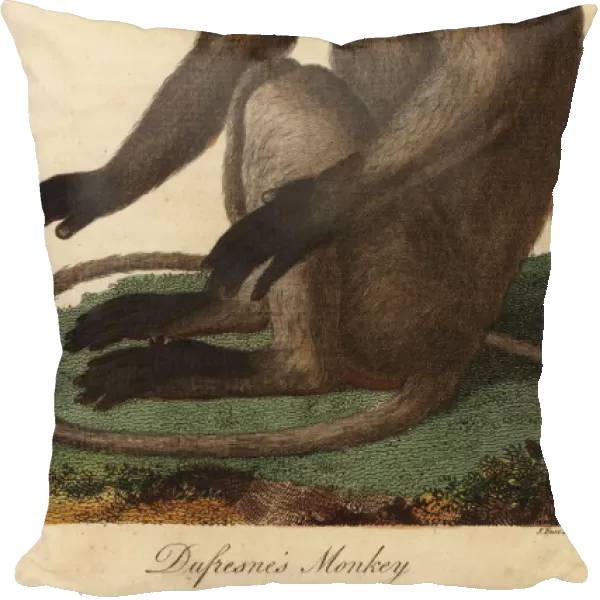 Gray or Hanuman langur, Semnopithecus entellus