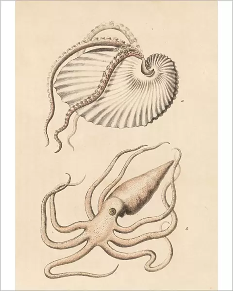 Greater argonaut octopus, Argonaut argo