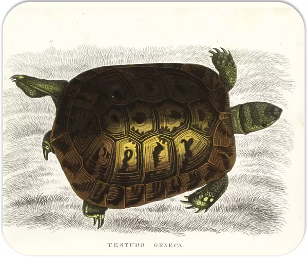 Spur-thighed tortoise, Testudo graeca. Vulnerable
