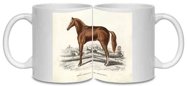 English thoroughbred horse, Equus caballus var. anglicanus