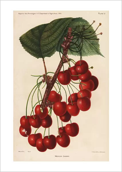 Mercer cherry, Prunus avium
