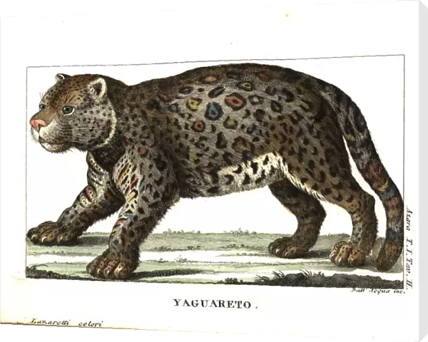 Jaguar or yaguarete, Panthera onca