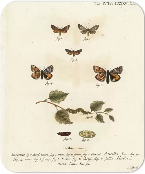 Handmaid moth and orange underwing moth