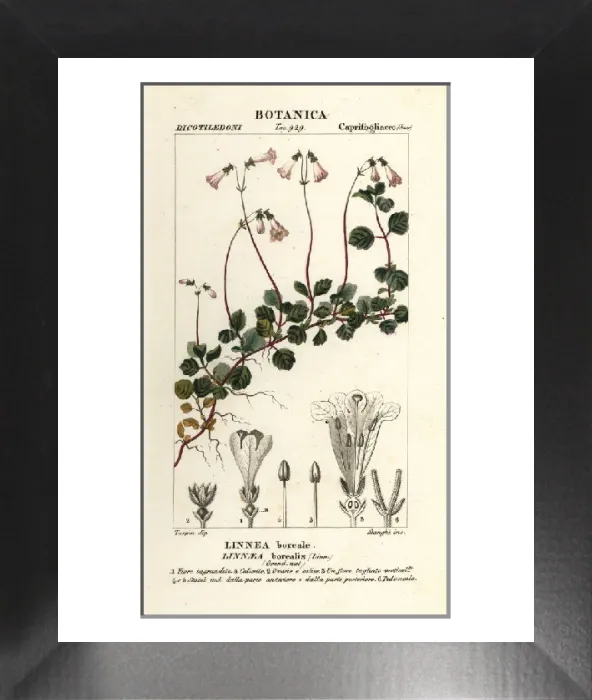 Framed Print : Linnaea borealis Print, 1837 Framed Print : Linnaea borealis Print, 1837