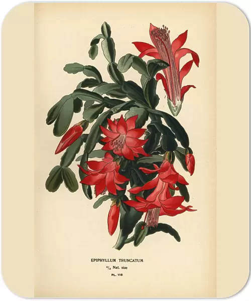 False Christmas cactus, Schlumbergera truncata