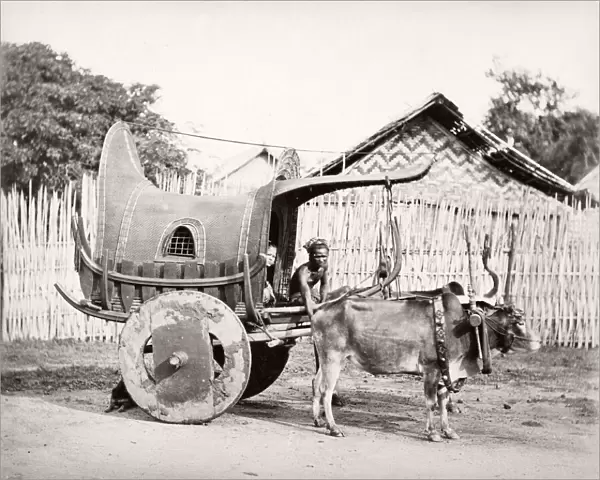 India - bullock cart