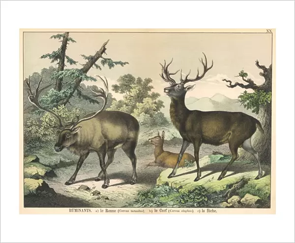 Various deer