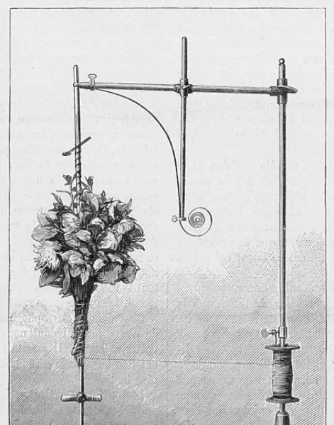 Florists device for fastening bouquets of flowers