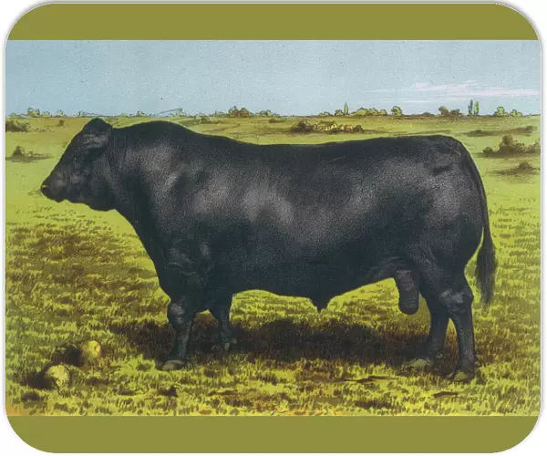 Cattle  /  Aberdeen Angus