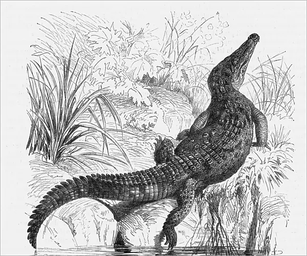 Reptiles  /  Crocodile