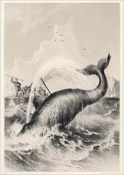 Whaling  /  Sir John Ross