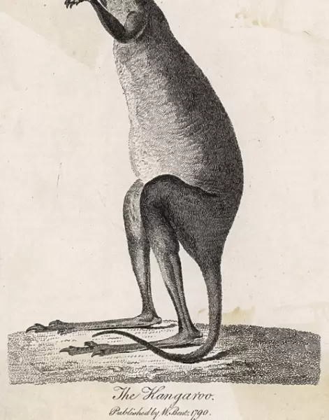 Kangaroo  /  Cook 1790