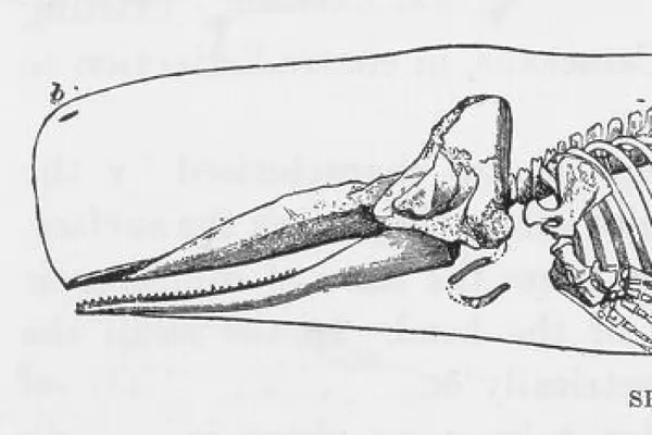 Sperm Whale Skeleton