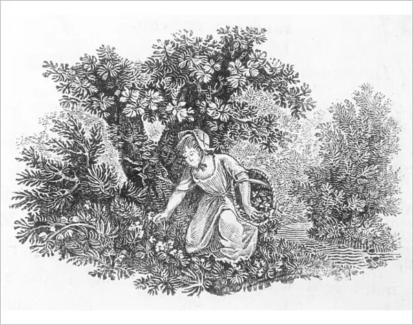 Herb Gathering 1797