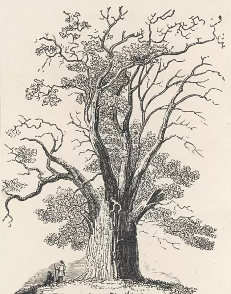 Oak Tree C1850