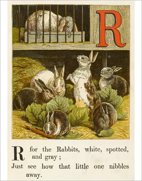 Alphabet  /  R for Rabbits
