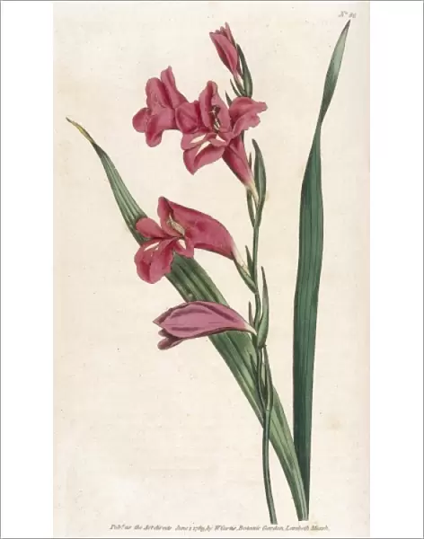 Curtis  /  Common Gladiolus