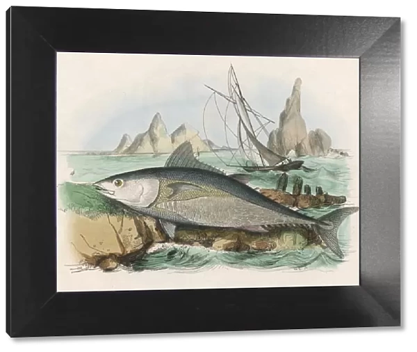 Tuna Fish  /  Fries  /  1838