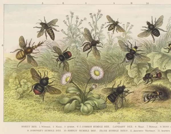 Various Bees