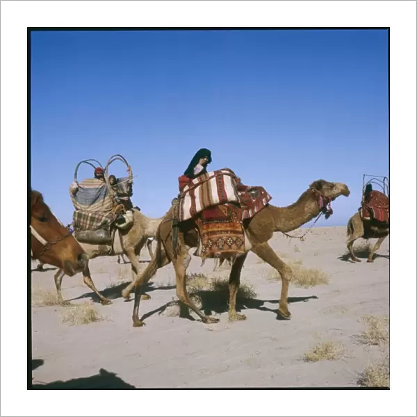 Camel Caravan Iraq 1979