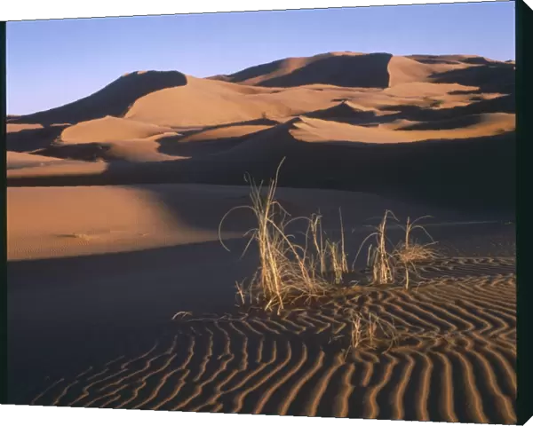 Desert Scenery  /  Morocco