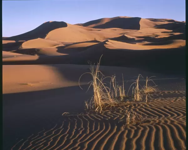 Desert Scenery  /  Morocco