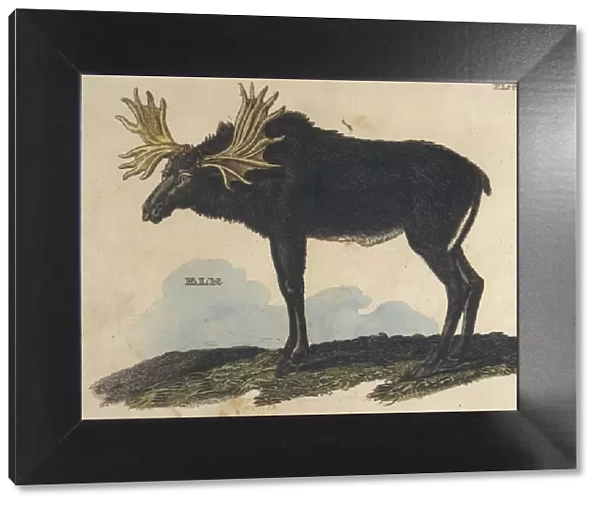 Moose (Elk)  /  Brightly