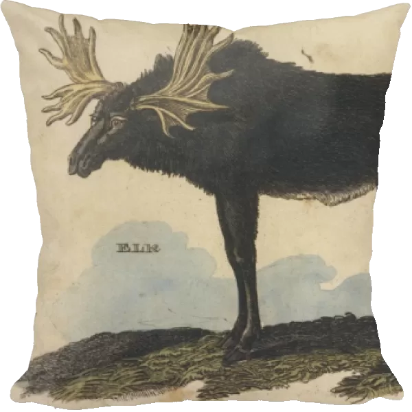 Moose (Elk)  /  Brightly