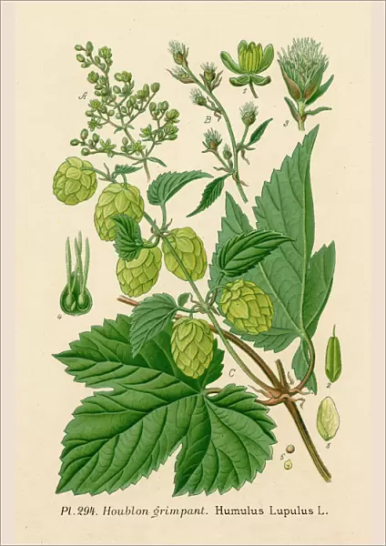 Plants  /  Humulus Lupulus