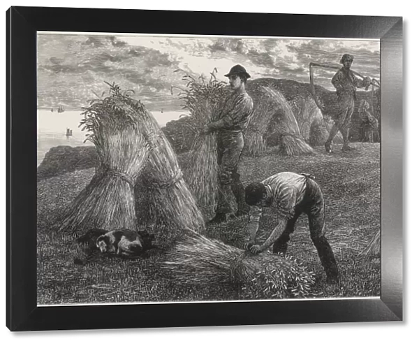 Harvesting Corn 1877