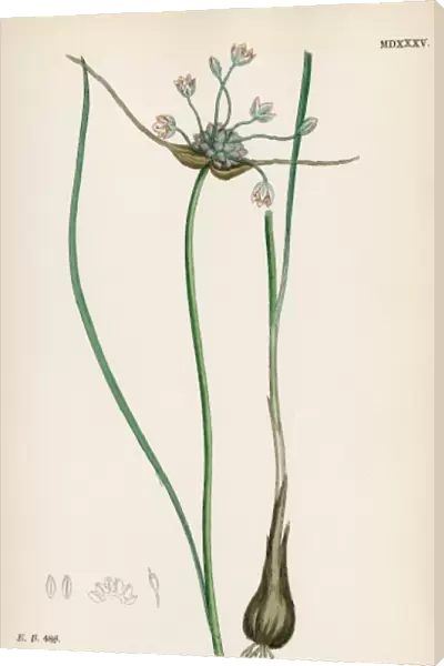 Plants  /  Allium Oleraceum