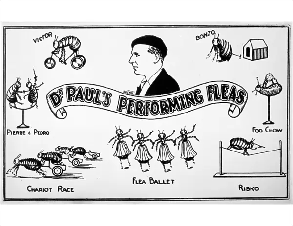 Flea Circus  /  Dr Paul